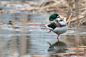 ducks on the lake 2021 in winter