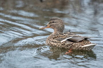ducks on the lake 2021 in winter