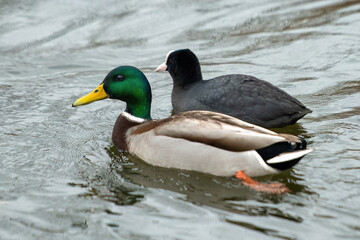 ducks on the lake 2021 in winter