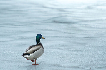ducks on the lake 2021 in winter
