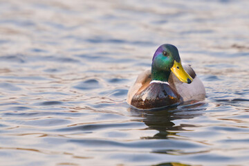 ducks on the lake 2021 in winter