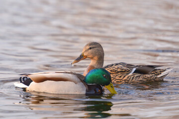 ducks on the lake 2021 in winter