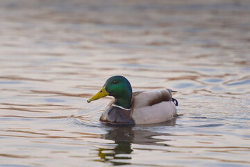 ducks on the lake 2021 in winter