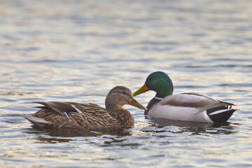 ducks on the lake 2021 in winter