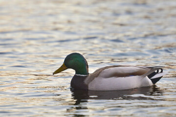 ducks on the lake 2021 in winter