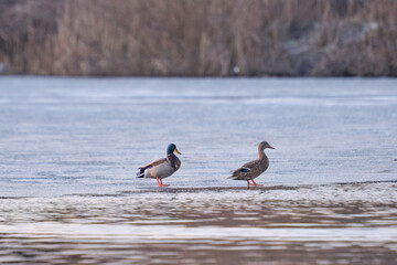 ducks on the lake 2021 in winter