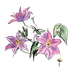 Fototapeta premium blooming clematis, watercolor botanical sketch isolated on white background