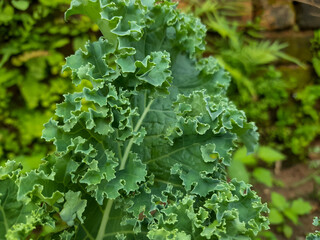 green leaves background