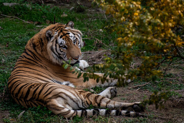 The siberian tiger imposingly lies on emerald grass and rests, Beautiful powerful big tiger cat (Amur tiger) on the background of summer green grass and stones.