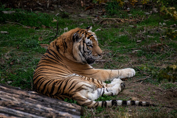 Siberian tiger (P. t. altaica), also known as Amur tiger, sleeps in shade of trees in hot summer