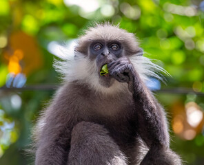 Purple-faced leaf-eating monkey