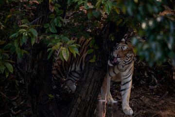 Portrait of young Siberian tiger, Panthera tigris altaica, looking at camera from behind birch...