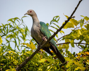 Imperial green pigeon