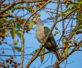 Imperial green pigeon