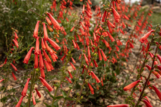 Thick Firecracker Penstemon Flowers Blooming in Utah