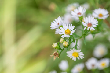 Beautiful white flowers blooming in the field