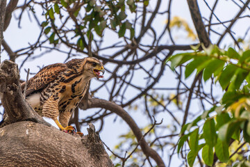 Obraz premium Harris's hawk is devouring the wings of its prey