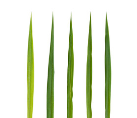 Blades of grass set isolated on white background included clipping path.