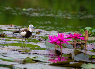 LYre-tailed Jacana