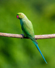 Rose-ringed parakeet
