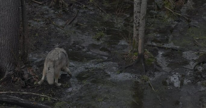 Grey Wolf Tracking Scent In Deep Forest During Cold Late Autumn Fall Day