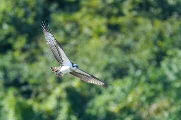 グリーンバックに悠然と飛ぶミサゴの飛翔シーン