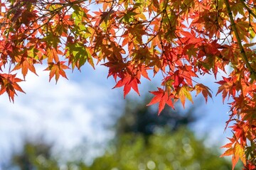 青空バックに見上げるカラフルなモミジの紅葉＠大阪