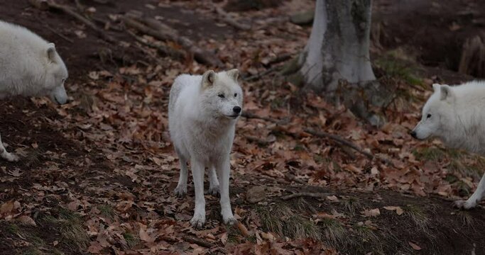 White wolf isolated in autumn forest has pack come around him - wide shot