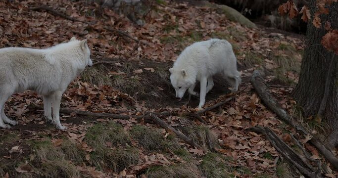 White wolves exploring forest in autumn - wide shot