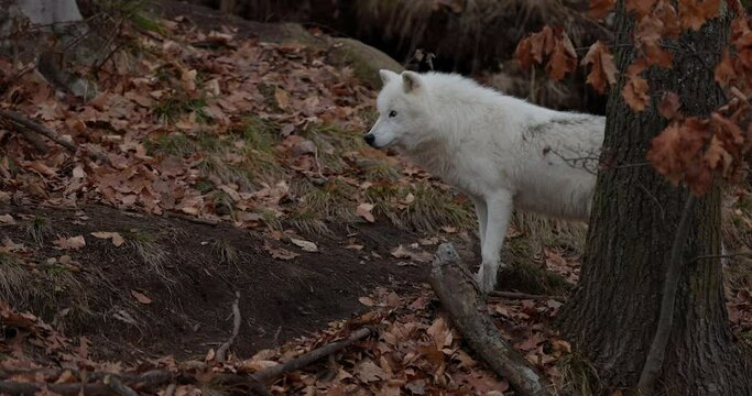 White wolf on hill side on overcast autumn day - full shot