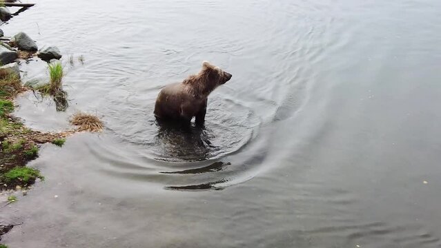 Juvenile brown bear wading in the Brooks River looking for salmon, Katmai National Park, Alaska
