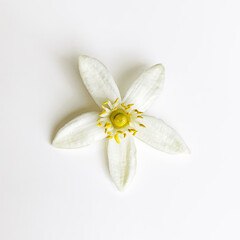 Grapefruit Citrus flower isolated on white background