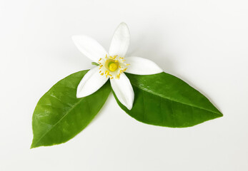 Grapefruit Citrus flower and leaves isolated on white background