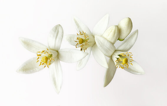 Grapefruit Citrus flowers and buds isolated on white background