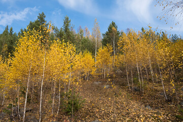 Autumn forest with yellow birches and bright green pines under a blue sky on a sunny day. Golden landscape of Indian summer in Russia. Young trees in the autumn forest. Beautiful autumn landscape