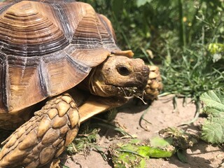 Beautiful sulcata tortoise from africa