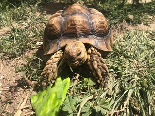 Naklejka premium Beautiful sulcata tortoise from africa