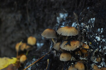 Mashrooms sprout against the background of a burnt tree trunk.