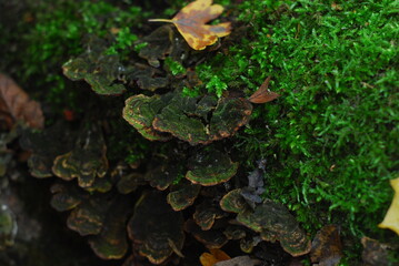 Lichen and green moss on tree