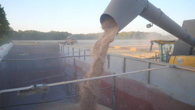 Close up of yellow dry kernels falling from combine auger into trailer. View of working process on farm. Beautiful scenic view of grain field at background. Concept of harvesting. Slow motion
