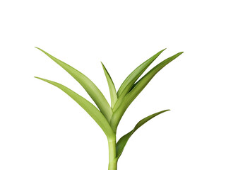 Orchid leaves isolated on white background included clipping path.