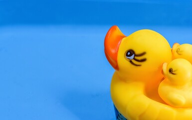 Yellow toy rubber ducks, mother and rubber ducklings float in the blue tub.