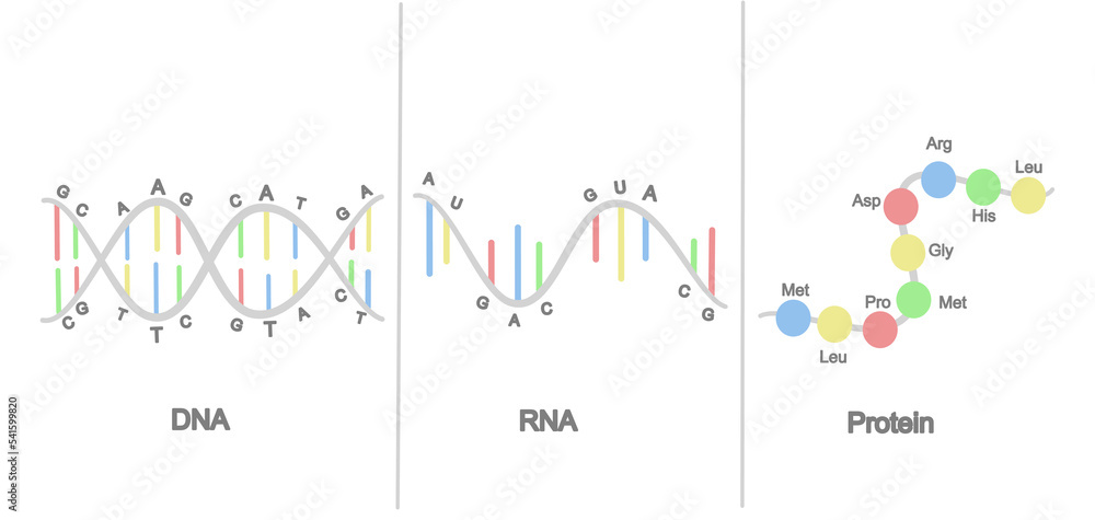 Wall mural the difference structure of molecular biology :dna, rna and protein that showed in icon concept