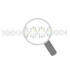 The concept picture of DNA sequences were investigated for diagnostic or research that represent in magnify glass was observing the DNA double stranded.