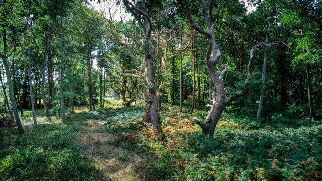Beautiful view of various green trees at Rendlesham Forest, England