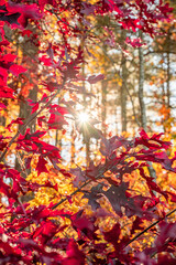 fall in the blue ridge mountains