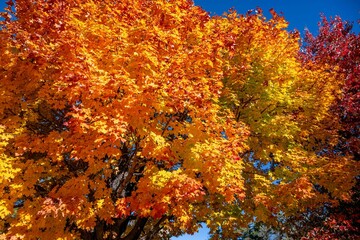 fall in the blue ridge mountains