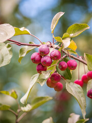 Bright red small wild apples among the yellow leaves in autumn.