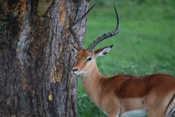impala in the savannah, big horns, safari pictures , animal staring at a camera, beautiful animal,  big tree in the grass land