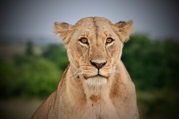 lioness in Maasai mara, serengeti in the grassland, fierce look, female lion, sky background, cloudy day